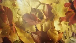 leaf fall
