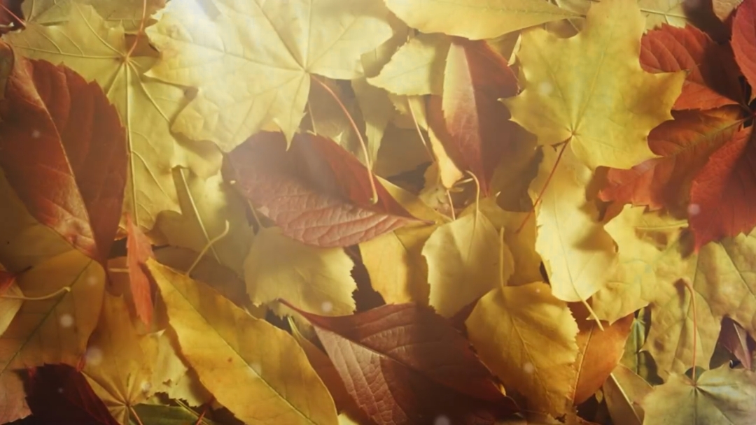 chute des feuilles