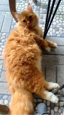 Catcute