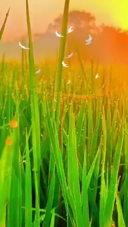 গ্রীষ্মকালীন 