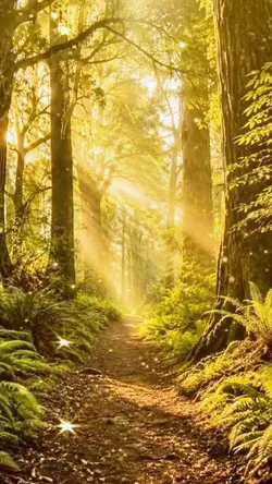ENCHANTED FOREST