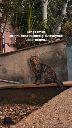 Kedi 🍂