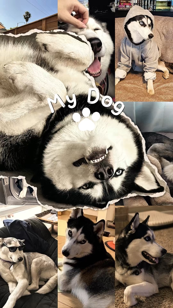 Mi Perro 