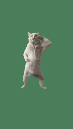 dancing cat