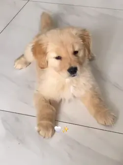 meu cachorrinho
