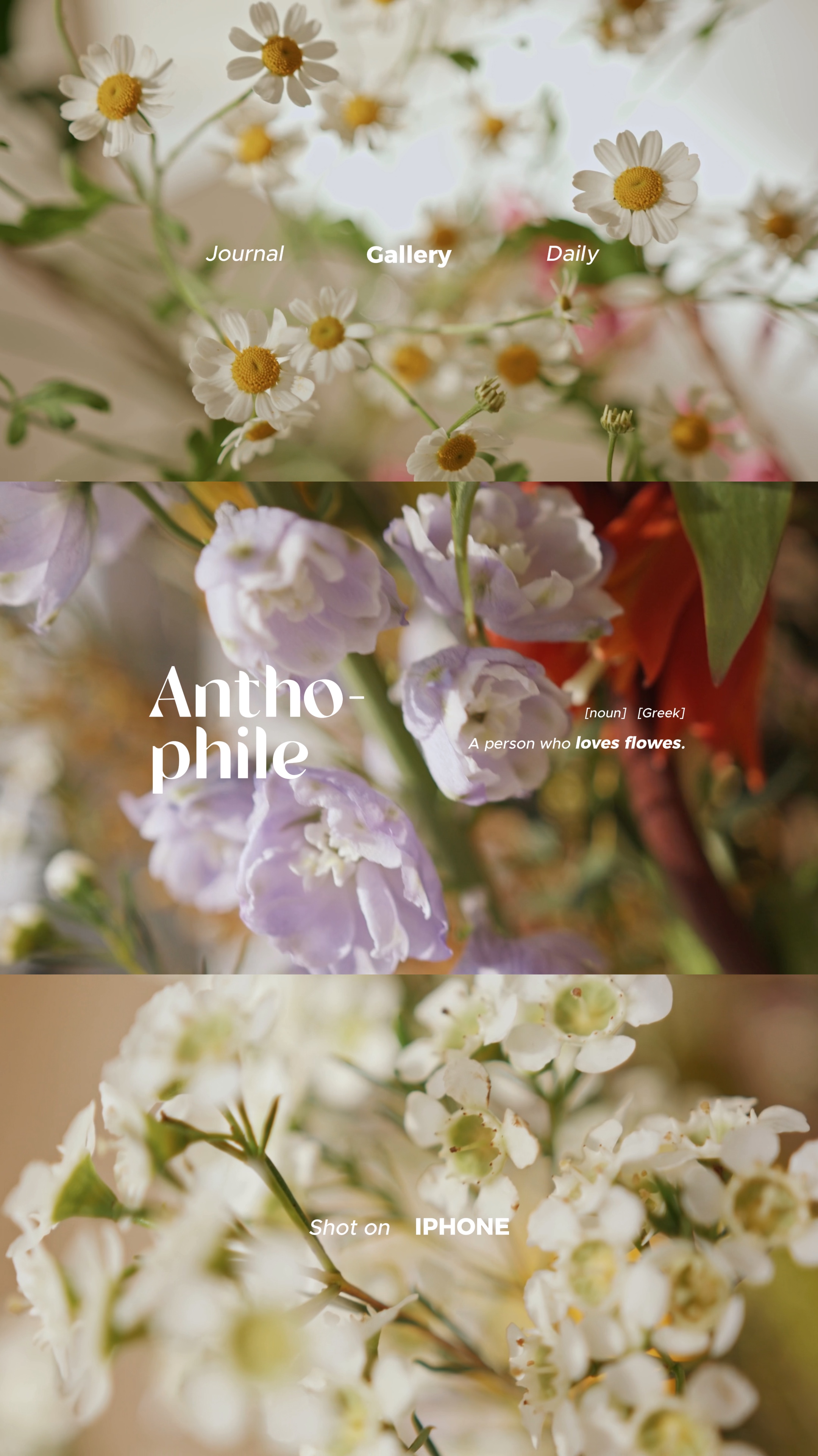 Anthophile [n] 💐💐
