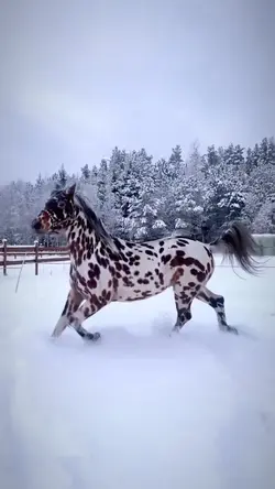 equestrian slowmo <3