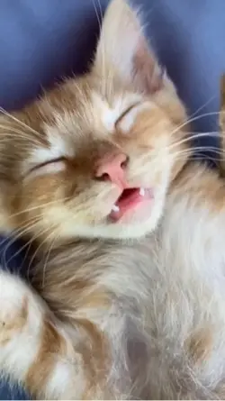 Sleeping Cat
