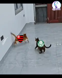 futebol cat meme