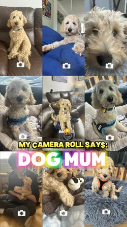 Camera dog roll