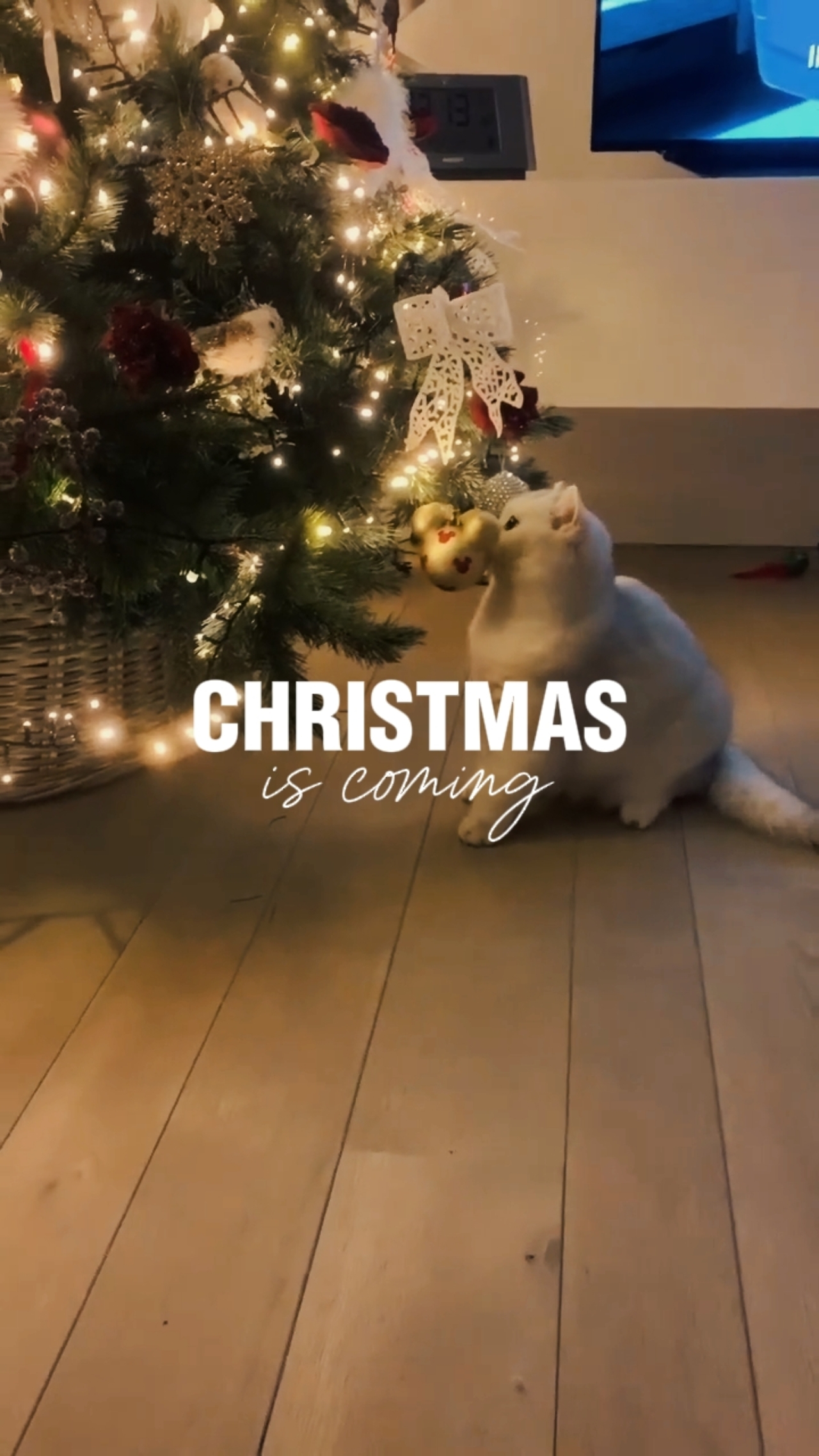 Weihnachten steht vor der Tür 