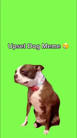 Upset Dog Meme