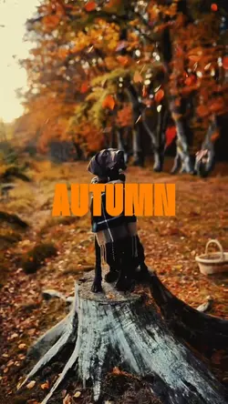 Dog's autumn vlog