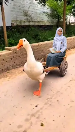 Duck Drive