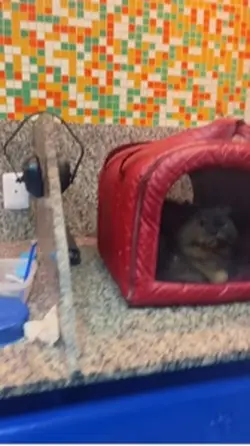 Pet shop gato 