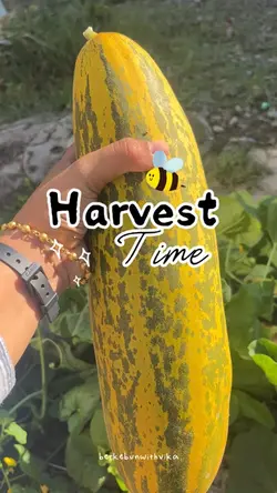 Harvest Vlog