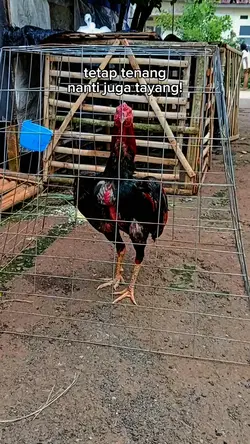story ayam hd kata2