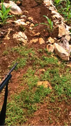 Pak Slamet viral
