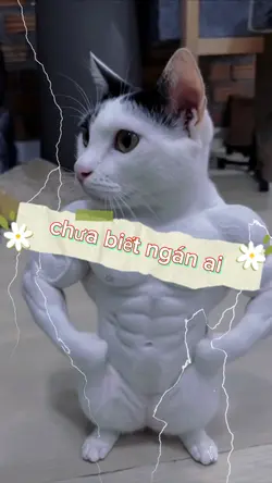 6 ảnh hoặc 6 video