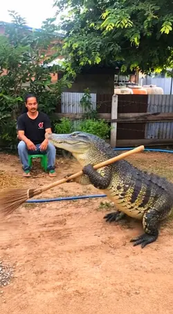 จระเข้กวาดพื้น