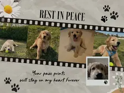 Rest in peace my dog