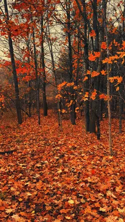 Aesthetic autumn