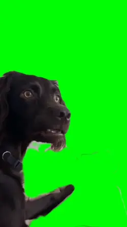 confuse dog