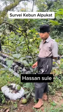 survei kebun alpukat