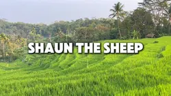 Shaun the sheep 