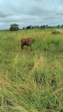 calma meu patrão 
