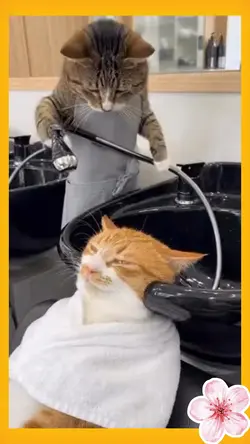 Cat hair trearment 2