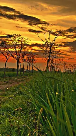senja hd filter