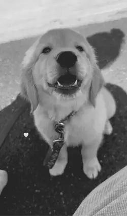 dogs