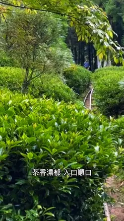 紅茶茶香濃郁 入口順口