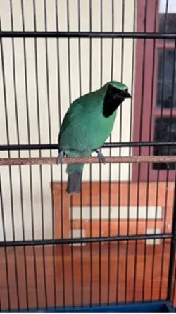 Kicau mania