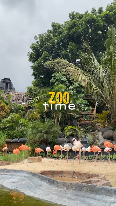 Tiempo de zoológico