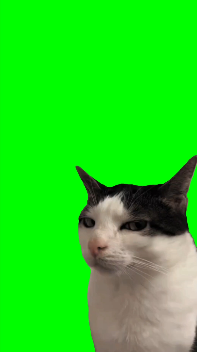 mata samping kucing 