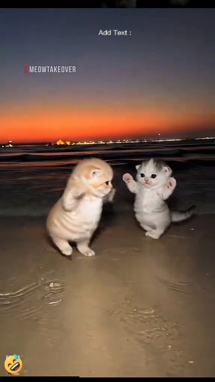 cute cat