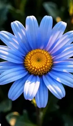 ​治愈系蓝色雏菊