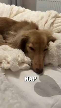Dogs love to slee