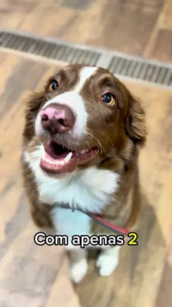 Vídeo de Cachorro