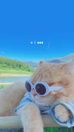 uia cat