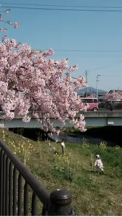 Beautiful Spring ✨