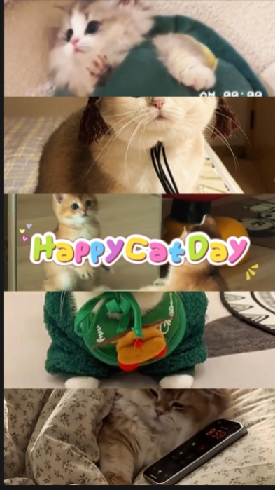 Catday