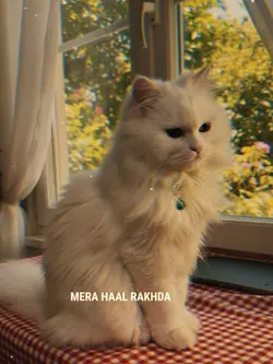 Hans ke tu Mera Haal