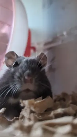 ハムスターの日常