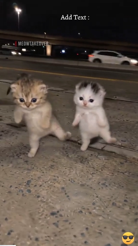 Dance Cat