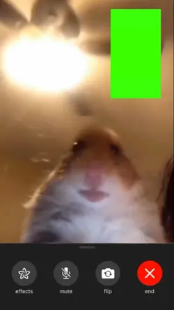 hamster video call