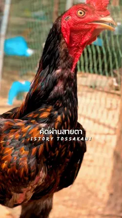 พัฒนาเพื่อการพนัน