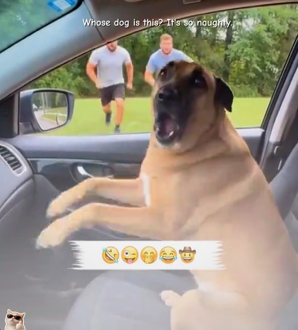 Funny Dog